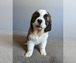 Small Photo #9 Saint Bernard Puppy For Sale in PALM COAST, FL, USA