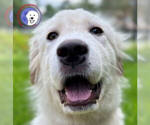 Great Pyrenees Dogs for adoption in Spring, TX, USA