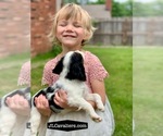 Puppy Ariel Cavalier King Charles Spaniel