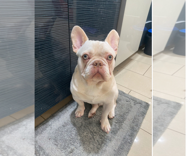 Medium Photo #1 French Bulldog Puppy For Sale in COLORADO SPRINGS, CO, USA
