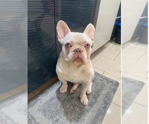 Father of the French Bulldog puppies born on 04/05/2025