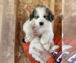 Small Photo #3 Great Pyrenees Puppy For Sale in RUTHERFORDTON, NC, USA