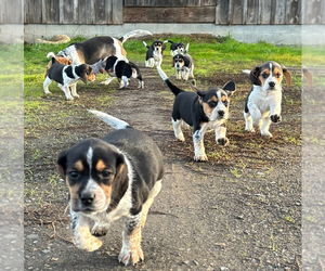Beagle Puppy for sale in BATTLE GROUND, WA, USA