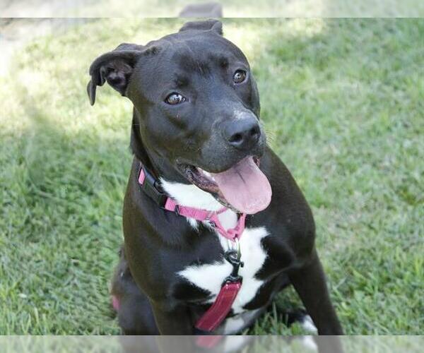 Medium Photo #1 American Pit Bull Terrier-Unknown Mix Puppy For Sale in Tallahassee, FL, USA