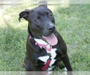 American Pit Bull Terrier-Unknown Mix Dogs for adoption in Tallahassee, FL, USA