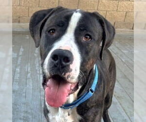 Mastiff-Unknown Mix Dogs for adoption in Lake Forest, CA, USA
