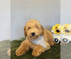 Mini Whoodle (Wheaten Terrier/Miniature Poodle) Puppy for sale in DOSS, MO, USA