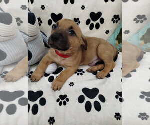 Mutt Dogs for adoption in York, SC, USA