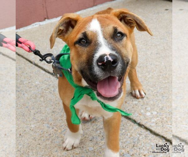 Medium Photo #2 Mutt Puppy For Sale in Washington, DC, USA