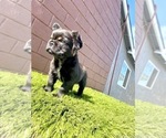 Small Photo #64 French Bulldog Puppy For Sale in CHARLOTTE, NC, USA