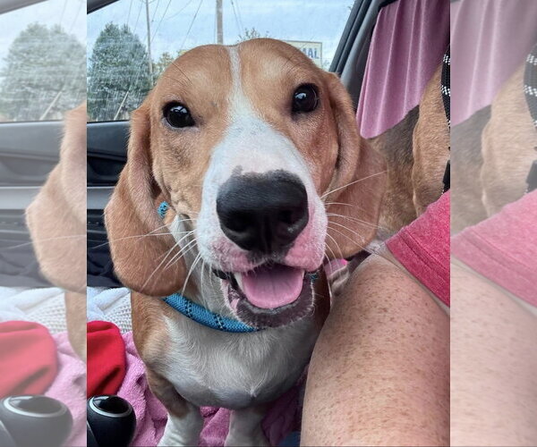 Medium Photo #4 Bagle Hound Puppy For Sale in Brookville, OH, USA