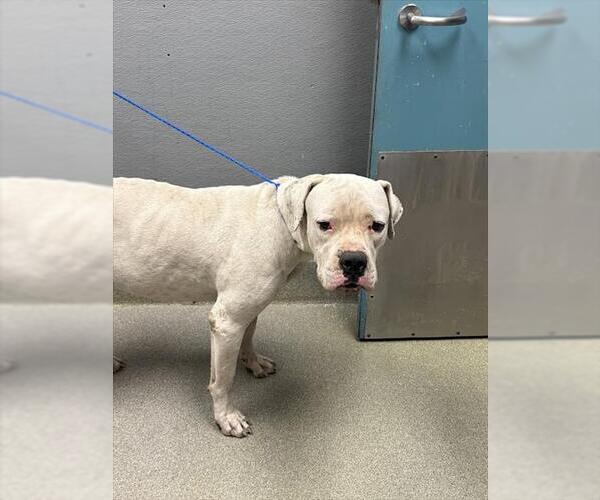 Medium Photo #1 American Pit Bull Terrier-Unknown Mix Puppy For Sale in Las Vegas, NV, USA