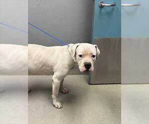 American Pit Bull Terrier-Unknown Mix Dogs for adoption in Las Vegas, NV, USA