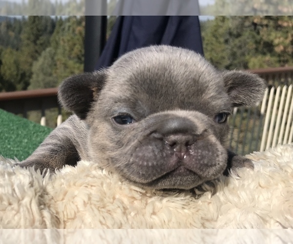 Medium Photo #22 French Bulldog Puppy For Sale in PLACERVILLE, CA, USA