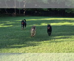 Small #6 German Shepherd Dog