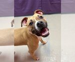 Small Photo #2 American Staffordshire Terrier-Boxer Mix Puppy For Sale in Bryant, AR, USA