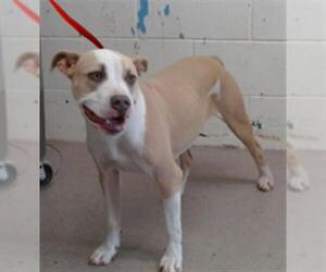 American Pit Bull Terrier Dogs for adoption in San Bernardino, CA, USA