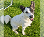 Small #16 American Staffordshire Terrier-Border Collie Mix