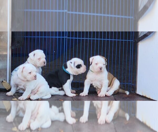 Medium Photo #4 American Bulldog Puppy For Sale in SANTA ANA, CA, USA