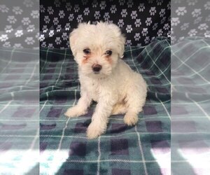 Maltese Puppy for sale in PALATKA, FL, USA