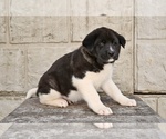 Small Akita