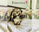 Small Photo #6 Morkie Puppy For Sale in MURFREESBORO, TN, USA