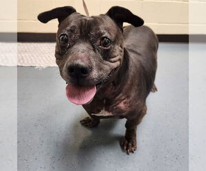 Basset Hound-Staffordshire Bull Terrier Mix Dogs for adoption in Denver, CO, USA