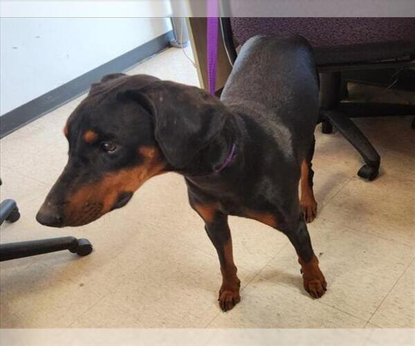Medium Photo #1 Doberman Pinscher-Unknown Mix Puppy For Sale in Plano, TX, USA