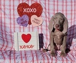 Small Photo #7 Weimaraner Puppy For Sale in NEWCASTLE, OK, USA