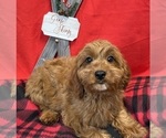 Small Cavapoo