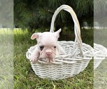 Small #2 French Bulldog