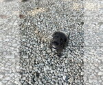 Small Miniature Schnauzer Mix