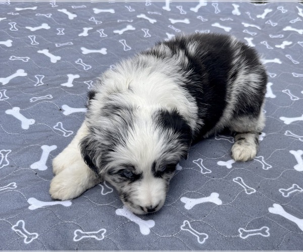 Medium Photo #5 Australian Shepherd Puppy For Sale in SALISBURY, NC, USA