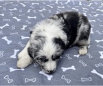 Small #4 Australian Shepherd