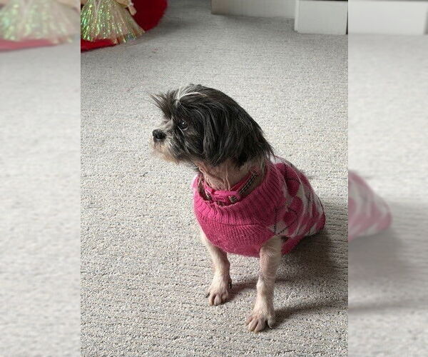 Medium Photo #2 Shih Tzu Puppy For Sale in Springdale, PA, USA