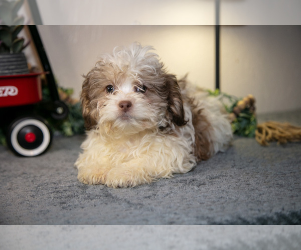 Medium Photo #1 Zuchon Puppy For Sale in SHILOH, OH, USA