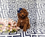 Small Photo #2 Poodle (Toy) Puppy For Sale in GLEN ROCK, PA, USA