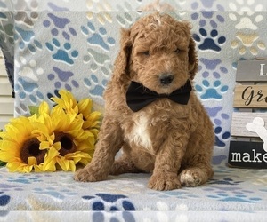 Labradoodle Puppy for sale in LANCASTER, PA, USA