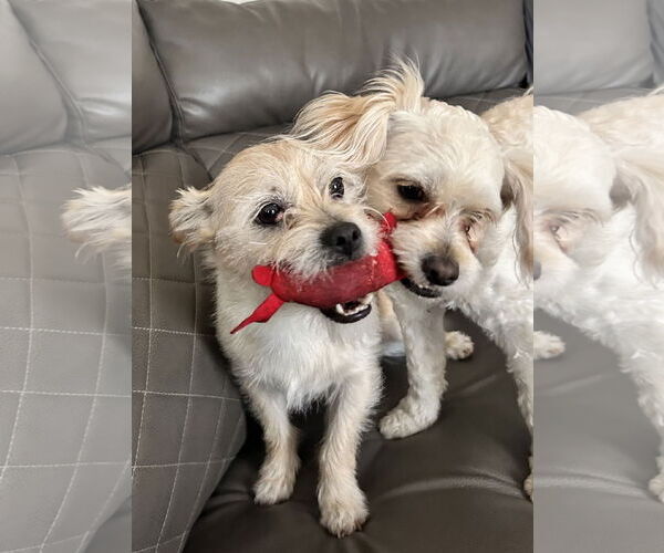 Medium Photo #7 Toxirn Puppy For Sale in Westmont, IL, USA