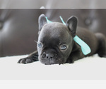 Small Photo #6 French Bulldog Puppy For Sale in LAWRENCEVILLE, GA, USA