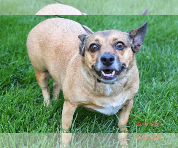 Medium Photo #2 American Rat Pinscher Puppy For Sale in Princeton, MN, USA