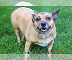 Small #1 American Rat Pinscher