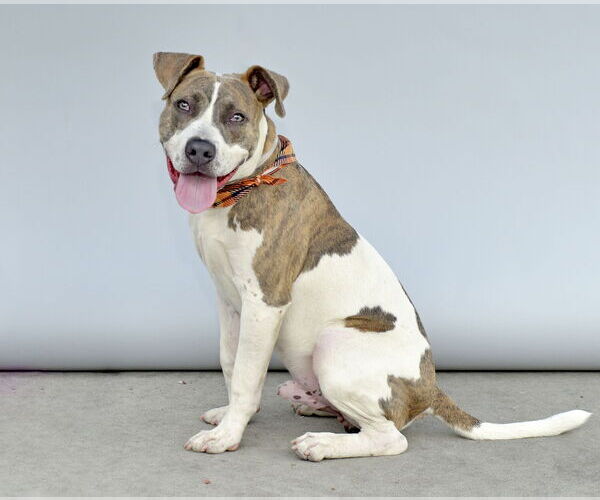 Medium Photo #2 American Pit Bull Terrier Puppy For Sale in Pasadena, CA, USA