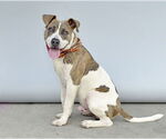 Small #1 American Pit Bull Terrier