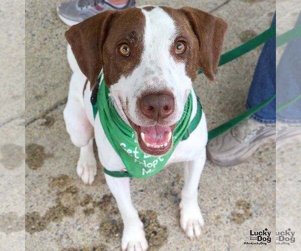 Medium Photo #10 Pointer Puppy For Sale in Washington, DC, USA