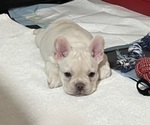 Small #4 French Bulldog