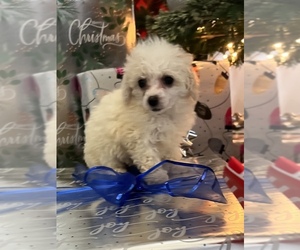 Poodle (Toy) Puppy for sale in BELDEN, MS, USA