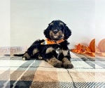 Small #1 Bernedoodle (Miniature)