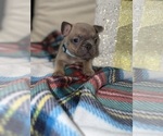 Small #10 French Bulldog