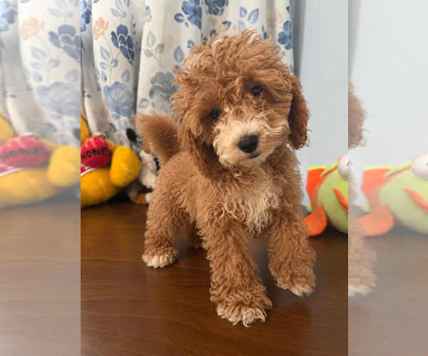 Medium Photo #34 Havapoo Puppy For Sale in DURHAM, CT, USA